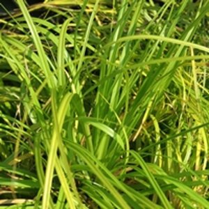Carex oshim. 'Evergreen' geen maat specificatie 0,55L/P9cm - afbeelding 2