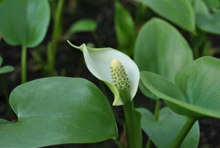 Calla palustris geen maat specificatie cont. 2,0L - afbeelding 1