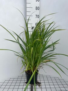 Carex pendula geen maat specificatie cont. 2,0L - image 10