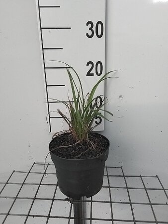 Carex pendula geen maat specificatie cont. 2,0L - image 9