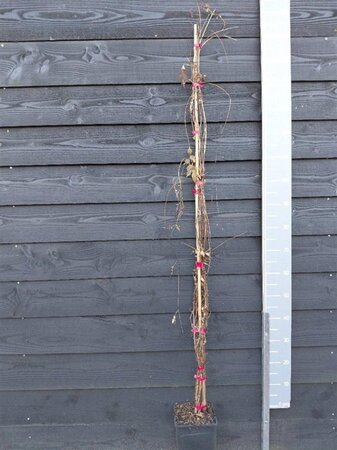 Campsis rad. 'Flamenco' 150-175 cm cont. 5,0L - afbeelding 2