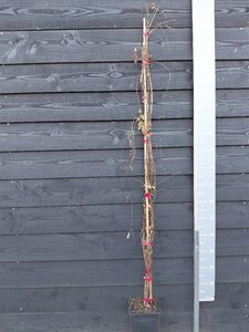 Campsis rad. 'Flamenco' 150-175 cm cont. 5,0L - afbeelding 2