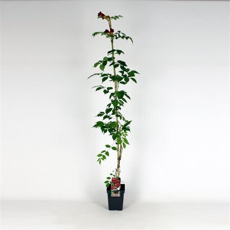 Campsis rad. 'Flamenco' 150-175 cm cont. 5,0L
