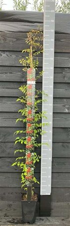 Campsis rad. 'Flamenco' 150-175 cm cont. 5,0L - afbeelding 3