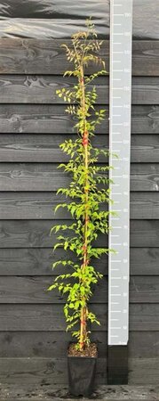 Campsis rad. 'Flamenco' 150-175 cm cont. 5,0L - afbeelding 4