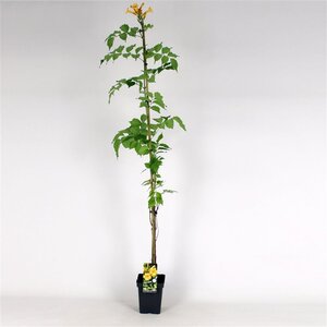 Campsis rad. 'Flava' 150-175 cm cont. 5,0L