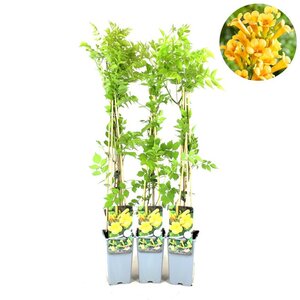 Campsis rad. 'Flava' 70 cm vierkant 2L - afbeelding 2