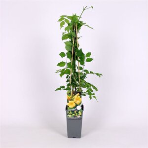 Campsis rad. 'Flava' 70 cm vierkant 2L
