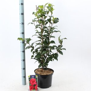 Camellia ret. 'Mary Williams' ROOD 60-70 cm cont. 5,0L - afbeelding 2