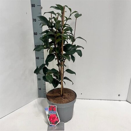 Camellia ret. 'Mary Williams' ROOD 60-70 cm cont. 5,0L - afbeelding 3