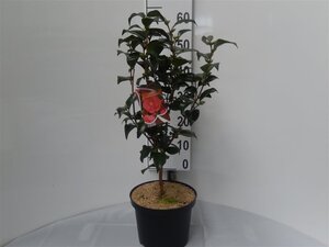 Camellia ret. 'Mary Williams' ROOD 60-70 cm cont. 5,0L - afbeelding 4