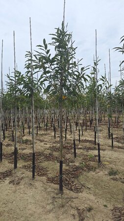 Castanea sativa 12-14 Hoogstam draadkluit 2 X verplant - afbeelding 3