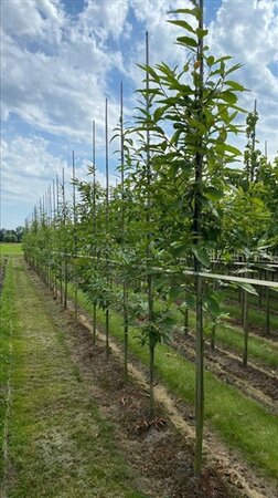 Castanea sativa 12-14 Hoogstam draadkluit 2 X verplant - afbeelding 6