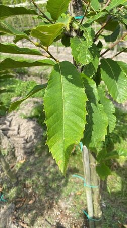 Castanea sativa 12-14 Hoogstam draadkluit 2 X verplant - afbeelding 7