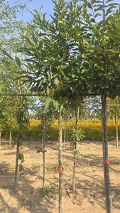 Castanea sativa 12-14 Hoogstam draadkluit 2 X verplant - afbeelding 4