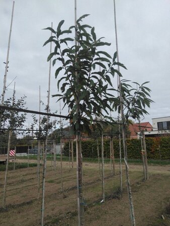 Castanea sativa 14-16 Hoogstam draadkluit 2 X verplant - afbeelding 4