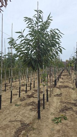 Castanea sativa 14-16 Hoogstam wortelgoed 2 X verplant - afbeelding 4
