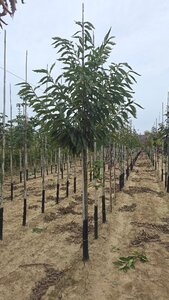 Castanea sativa 14-16 Hoogstam wortelgoed 2 X verplant - afbeelding 4