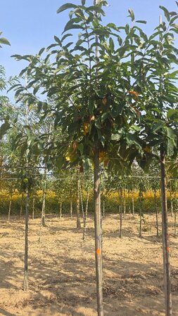 Castanea sativa 14-16 Hoogstam wortelgoed 2 X verplant - afbeelding 3