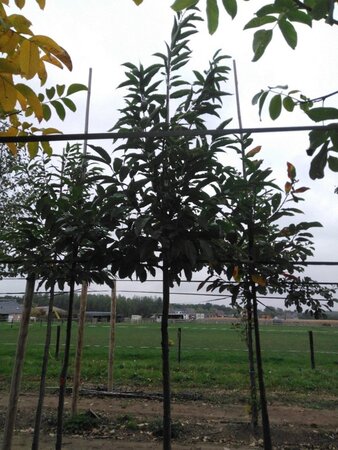 Castanea sativa 14-16 STA BR 2 X V - image 5