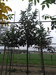 Castanea sativa 14-16 STA BR 2 X V - image 5