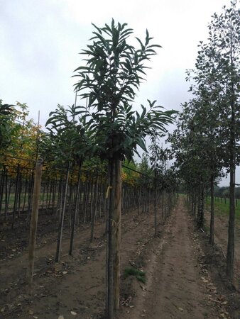 Castanea sativa 16-18 Hoogstam draadkluit 3 X verplant - afbeelding 3