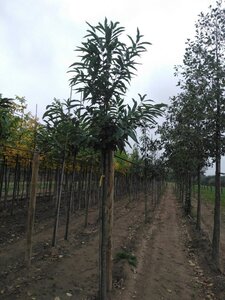 Castanea sativa 16-18 Hoogstam draadkluit 3 X verplant - afbeelding 3