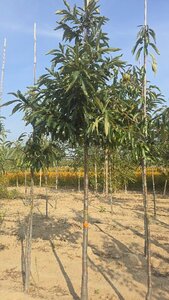 Castanea sativa 16-18 Hoogstam wortelgoed 3 X verplant - afbeelding 3