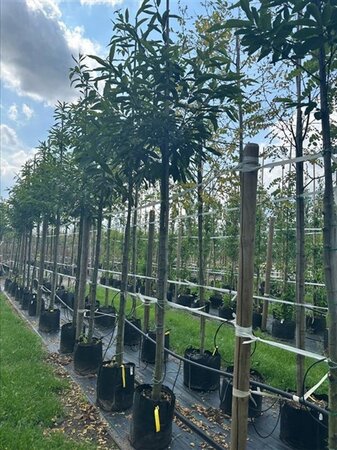 Castanea sativa 18-20 Hoogstam draadkluit 3 X verplant - afbeelding 3