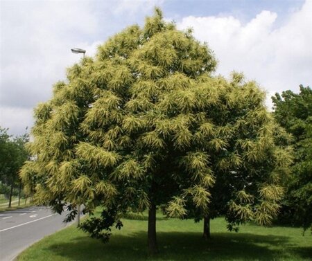 Castanea sativa 250-300 cm container meerstammig - afbeelding 1