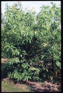 Castanea sativa 250-300 cm container meerstammig - afbeelding 2