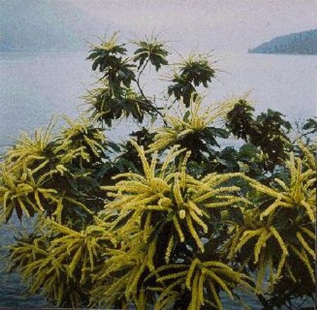 Castanea sativa 250-300 cm container multi-stem - image 4