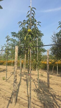 Castanea sat. 'Dorée de Lyon' 10-12 Hoogstam wortelgoed - afbeelding 4