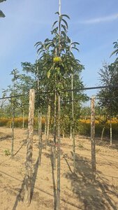 Castanea sat. 'Dorée de Lyon' 10-12 Hoogstam wortelgoed - afbeelding 4