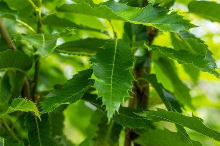 Castanea sat. 'Dorée de Lyon' 12-14 Hoogstam wortelgoed 2 X verplant - afbeelding 1