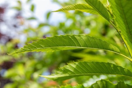 Castanea sat. 'Dorée de Lyon' 4-6 HO container - afbeelding 2