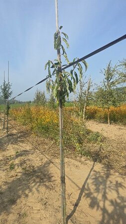 Castanea sat. 'Dorée de Lyon' 8-10 Hoogstam wortelgoed - afbeelding 4