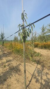 Castanea sat. 'Dorée de Lyon' 8-10 Hoogstam wortelgoed - afbeelding 4