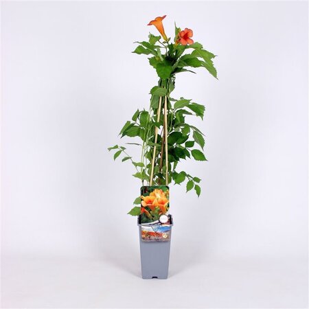 Campsis t. Indian Summer 70 cm vierkant 2L