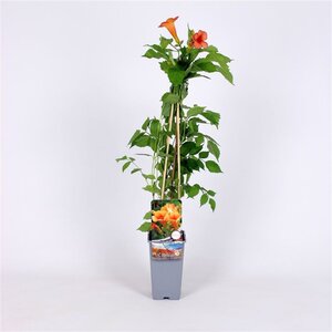 Campsis t. Indian Summer 70 cm vierkant 2L