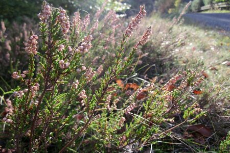 Calluna vulgaris geen maat specificatie 1,5L/P13cm - afbeelding 1