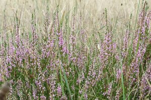 Calluna vulgaris geen maat specificatie 1,5L/P13cm - afbeelding 2