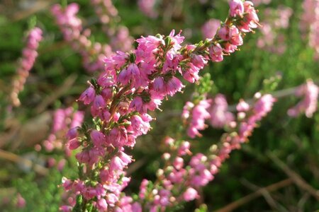 Calluna vulgaris geen maat specificatie 1,5L/P13cm - afbeelding 3