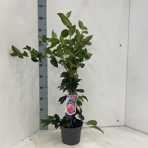 Camellia x  williamsii  'Debbie' ROZE 30-40 cm cont. 3,0L