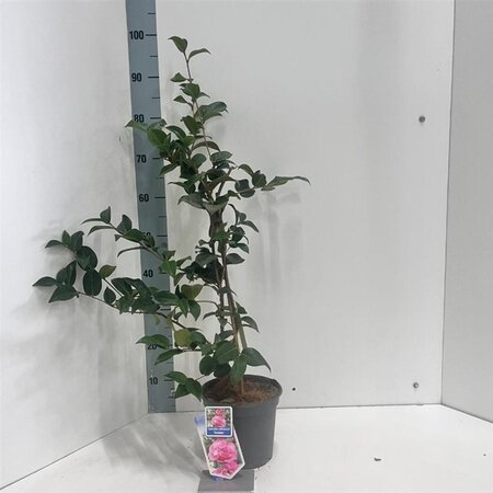 Camellia x  williamsii  'Debbie' ROZE 30-40 cm cont. 3,0L - afbeelding 2