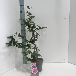 Camellia x  williamsii  'Debbie' ROZE 30-40 cm cont. 3,0L - afbeelding 2