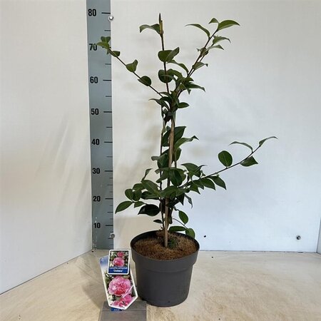 Camellia x  williamsii  'Debbie' ROZE 30-40 cm cont. 3,0L - afbeelding 3