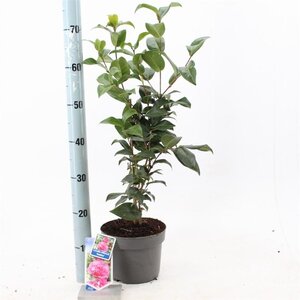 Camellia x  williamsii  'Debbie' ROZE 30-40 cm cont. 3,0L - afbeelding 4