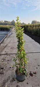 Ceanothus arboreus 'Trewithen Blue' 100-125 cm cont. 10L - afbeelding 3