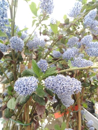 Ceanothus arboreus 'Trewithen Blue' 100-125 cm cont. 10L - afbeelding 1
